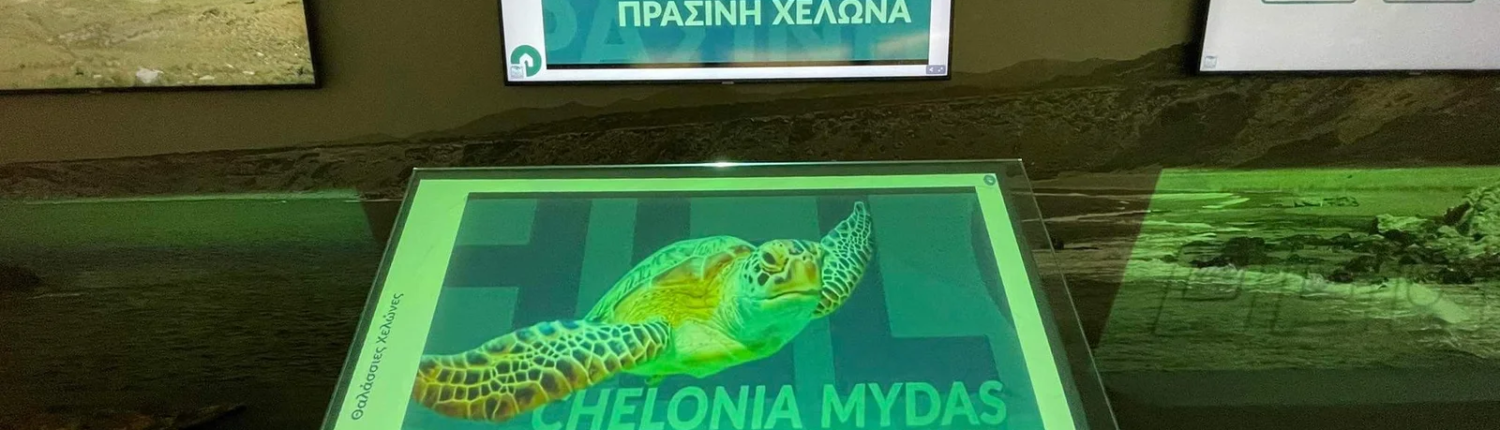 green turtles in Lara beaches
